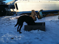 Buddy, scoffing our chips