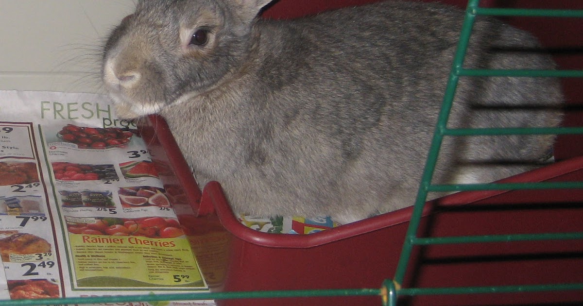 The Rabbit Advocate How to Litterbox Train Your Rabbit