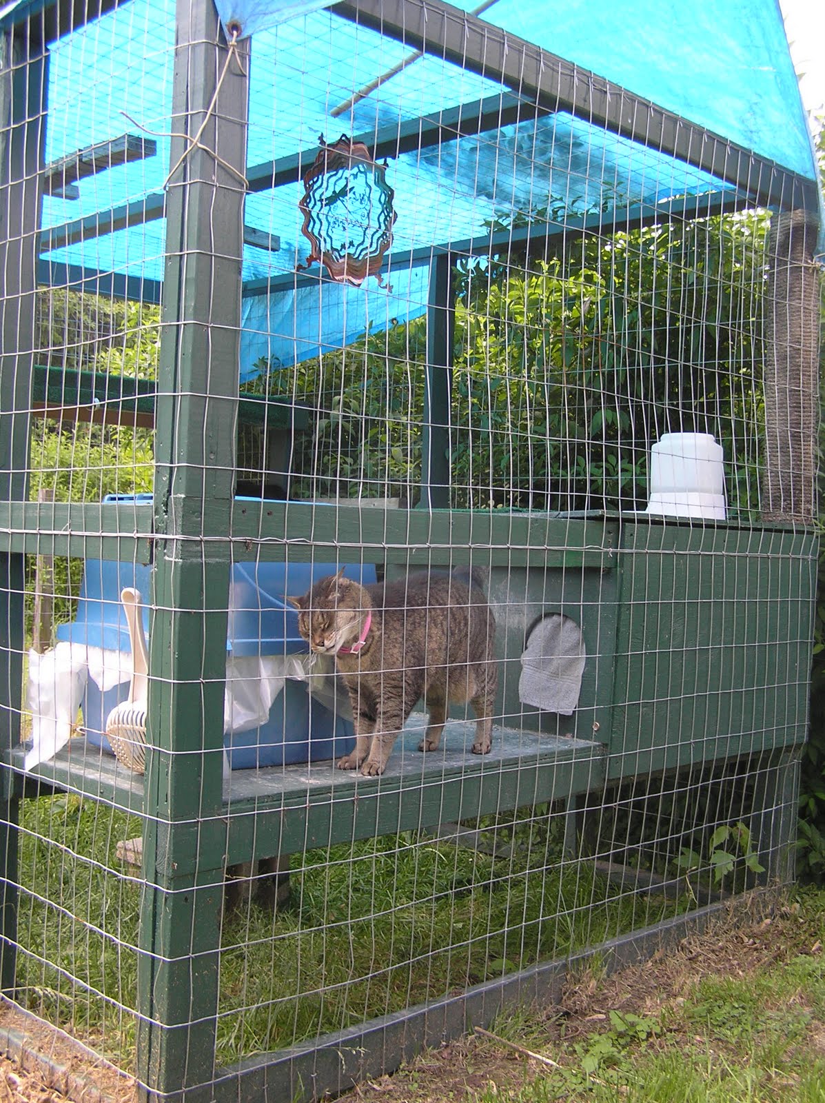 Cat Outside Enclosure