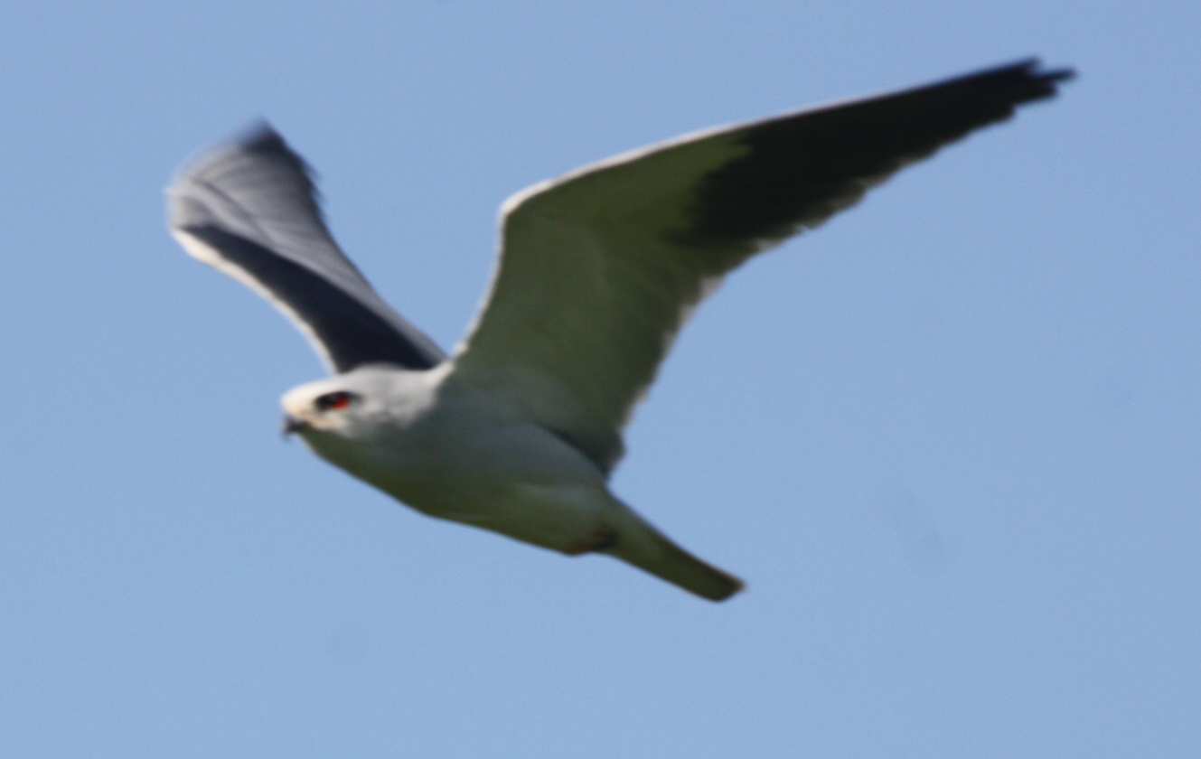 LOOKING AT EGYPT THROUGH MY LENS Blackwinged kite,Elanus caeruleus