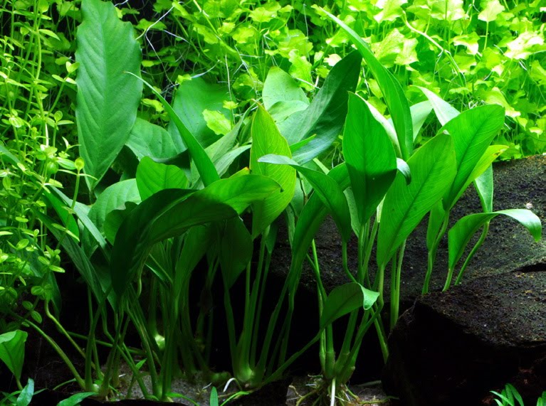 Akvarijumske Biljke