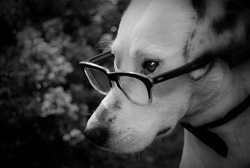 [cachorro+de+óculos.JPG]