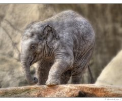 [baby+elephant.jpg]