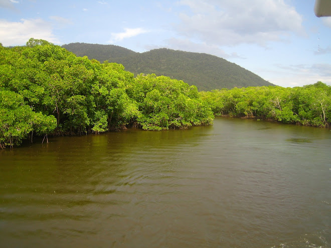 Mangroves und Regenwald