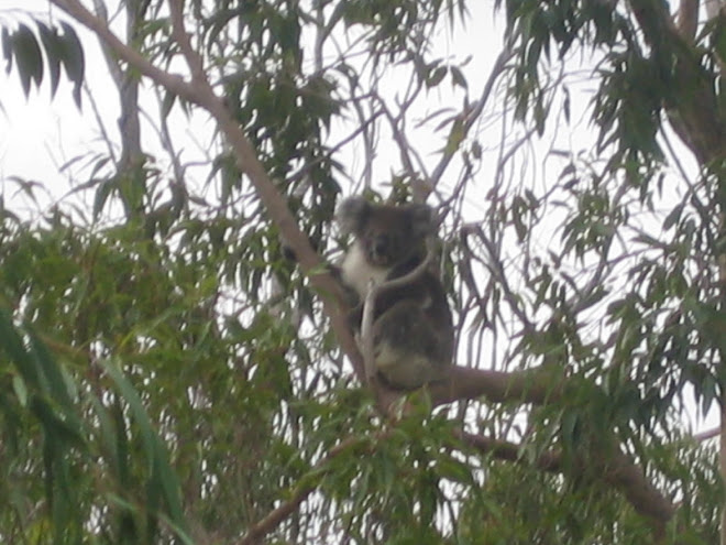 wild koala in yanchep national park