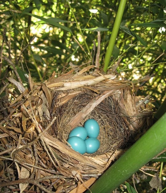 Matthew Fels Gray Catbird Eggs And Newborn Babies