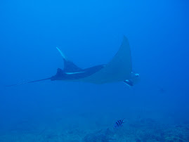 Even more Manta!!