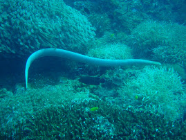 Sea snake