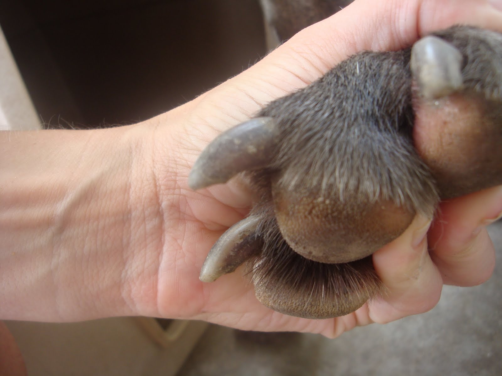 Finding the Way Home How to trim a dog's nails