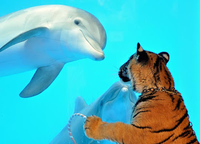 ☺☺☺ Foto humoristike me kafshe ☺☺☺  - Faqe 3 Tigre+e+delfini+%28imagefunsite.blogspot.com-corriere.it%29
