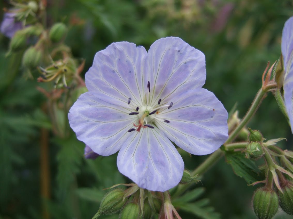 Bee Friendly Flowers