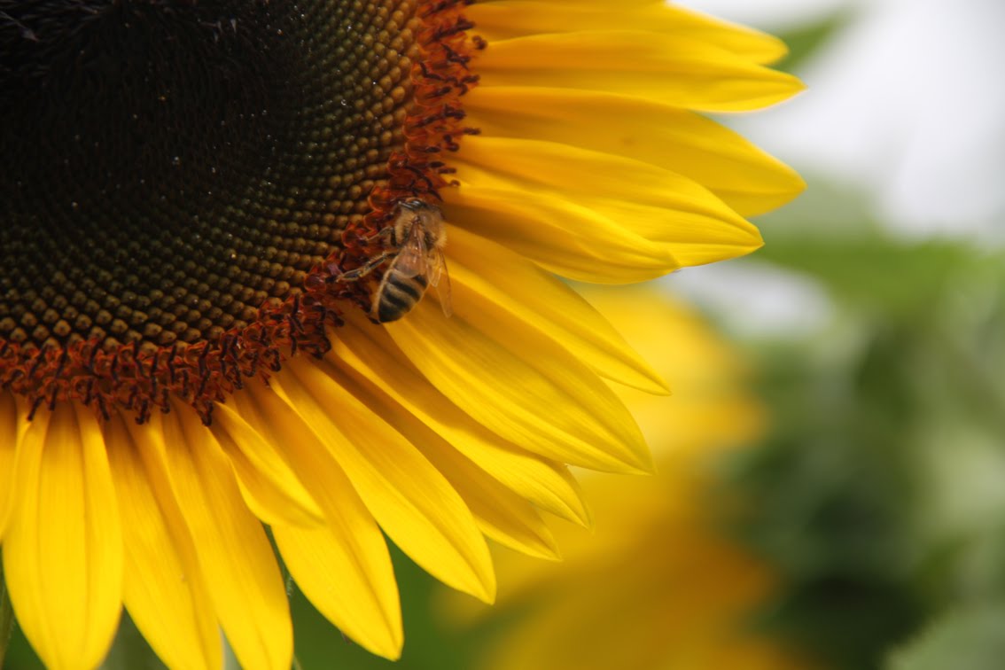 Photographer's Garden: The best bar in Town