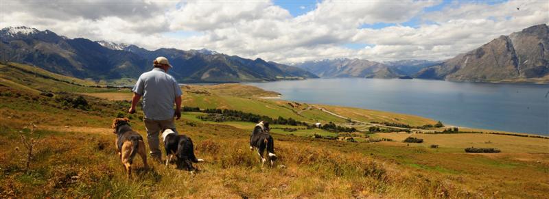 Rounding Up Sheep