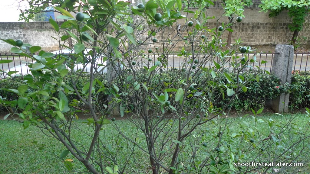 [calamansi+tree.JPG]