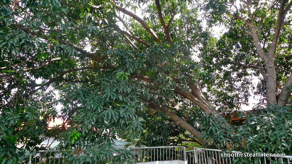 [mango+tree-2.JPG]