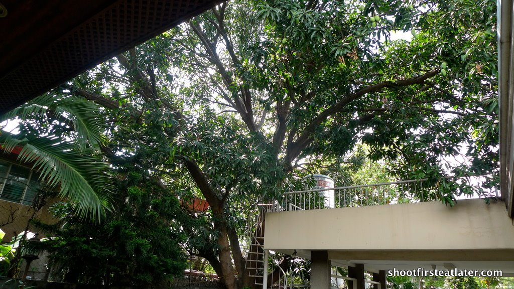 [mango+tree-4.JPG]