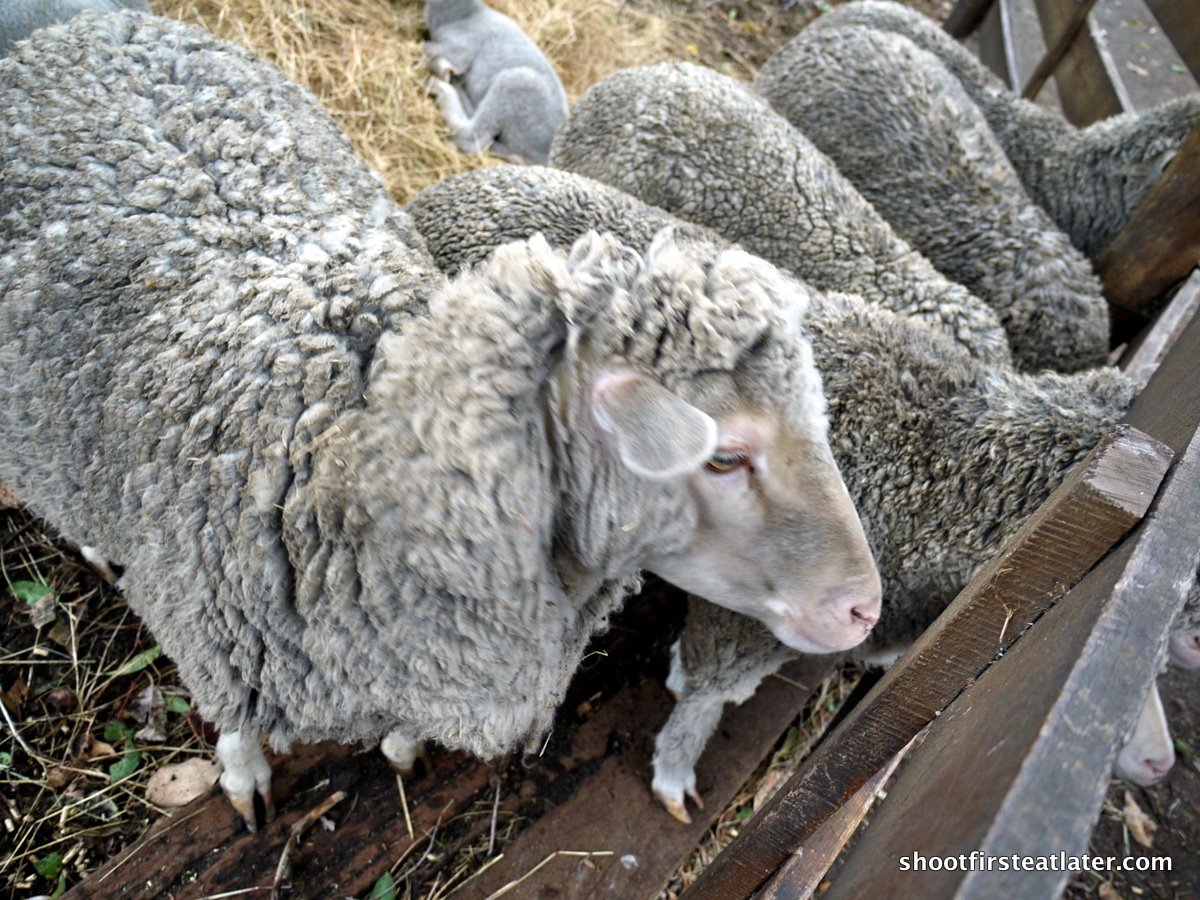 [shearing+shed-3.JPG]