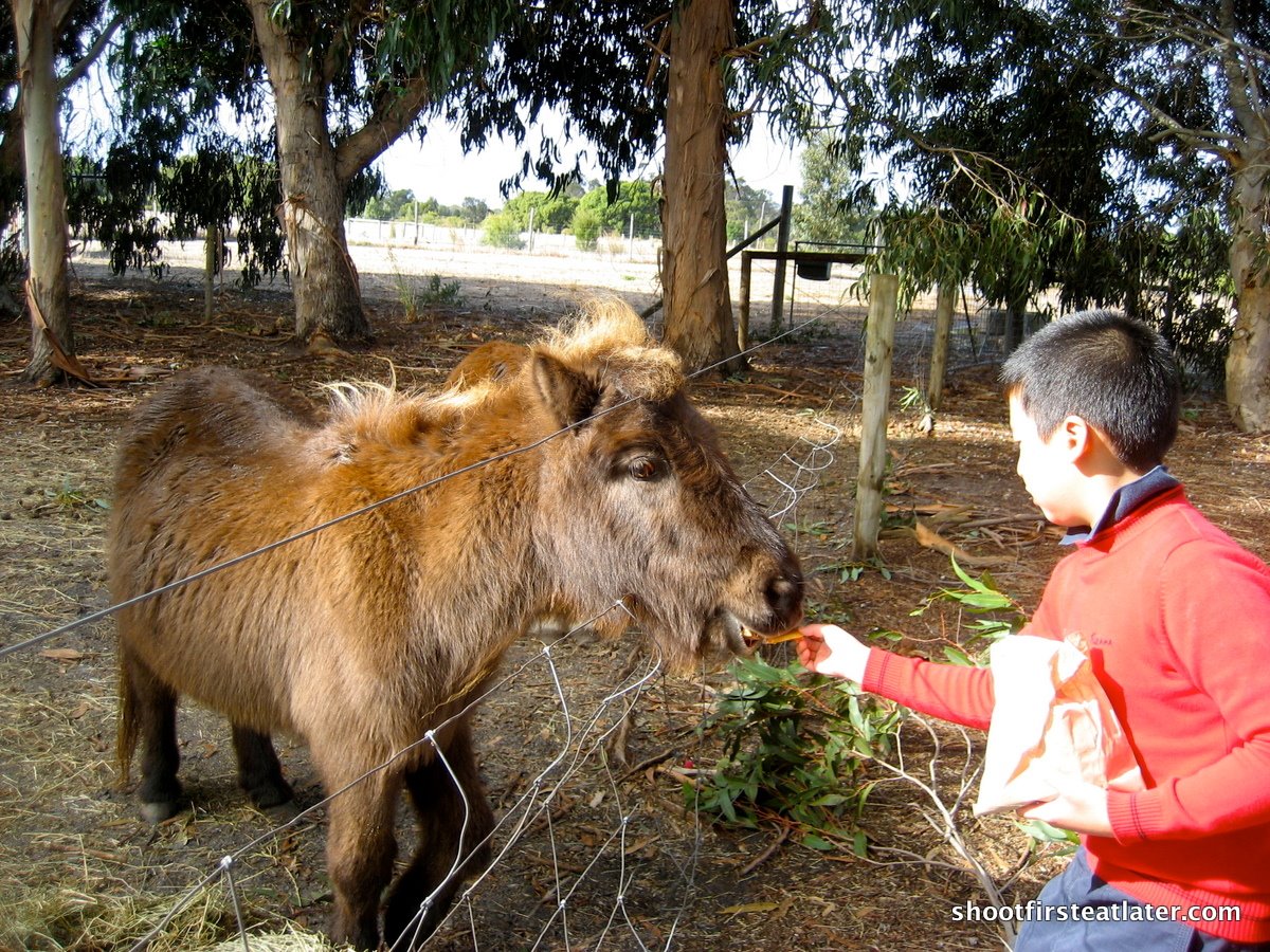 [shearing+shed-18.JPG]