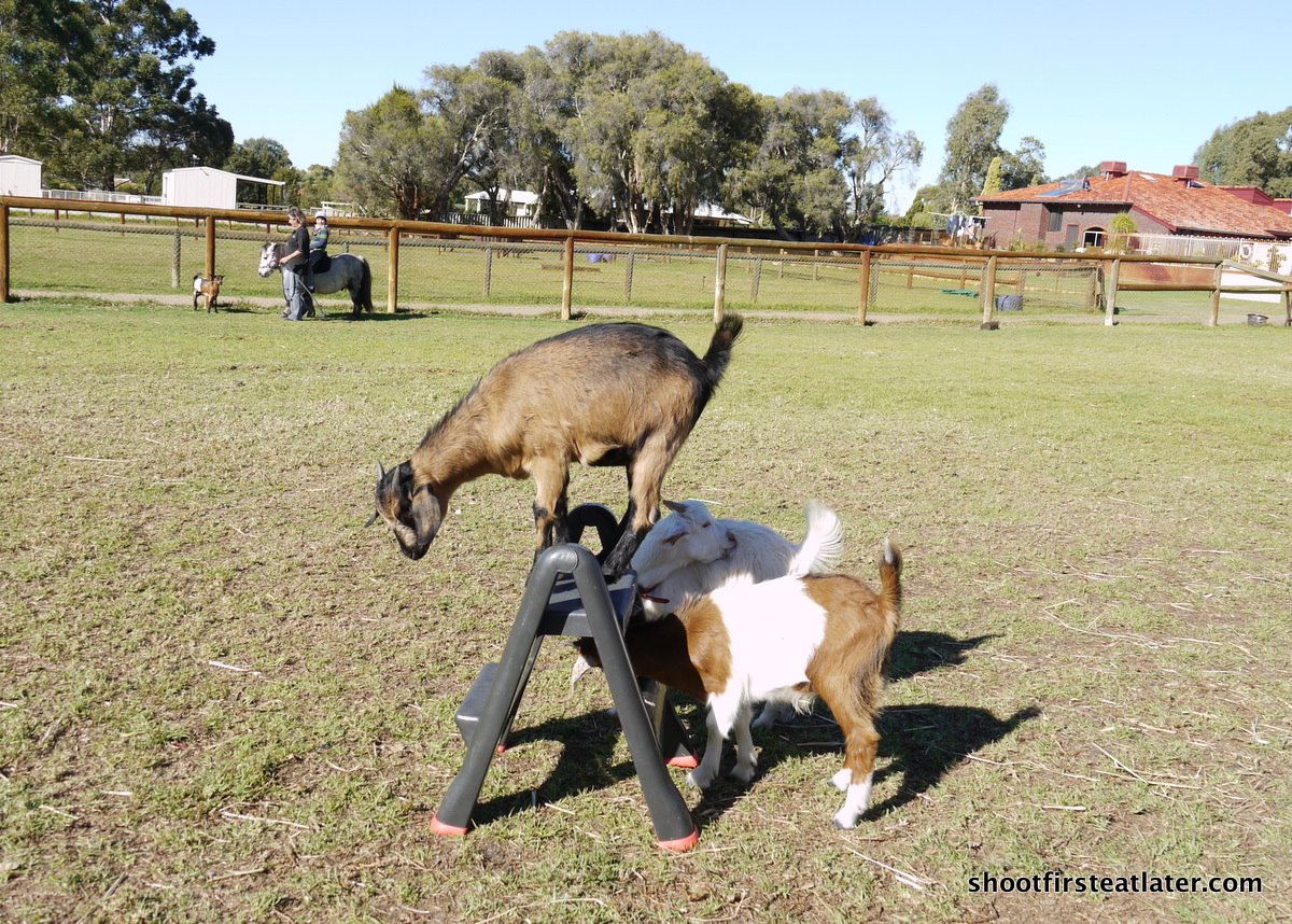 [Cuddly+farms-11.JPG]