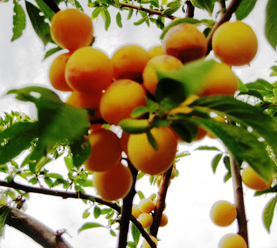 beloved trees, bumper crop