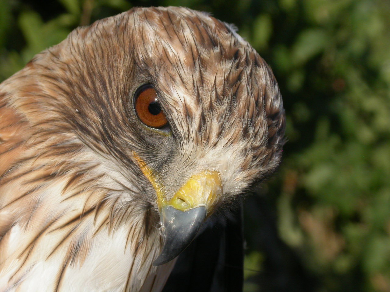 Animais: Animais Selvagens