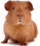 Oh wait, that's a guinea pig!  But isn't he cute?