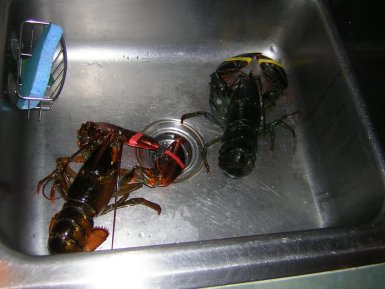 [Lobsters-1(s).jpg]