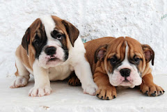 cachorros de bulldog ingles