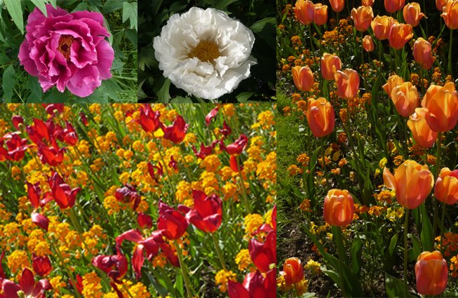 [fleur+à+bagatelle.jpg]