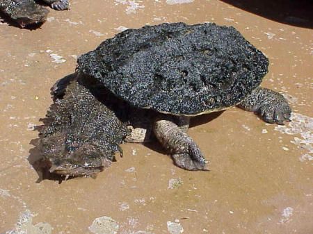 [Черепашка+Матамата+(Matamata).jpg]