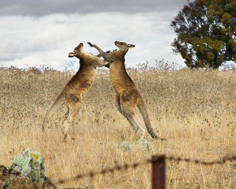 Sometimes the kangaroos engage in these bouts with one another playfully or 