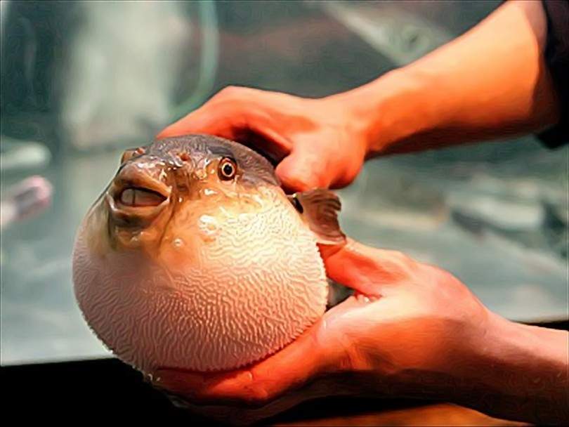 Fugu Simpsons