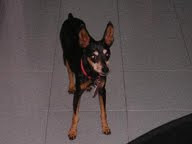 obese miniature pinscher