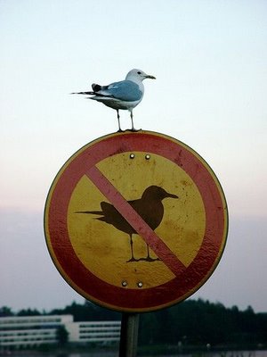 [bird+no+birds.jpg]