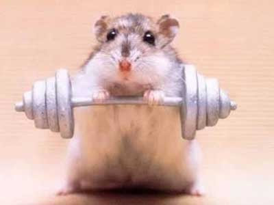 خش أخرط خرطة مخروطة Animal+work+out