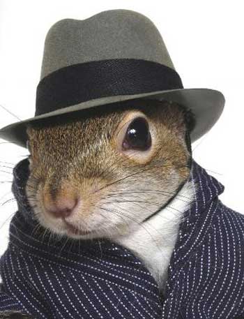 [squirrel4.jpg]