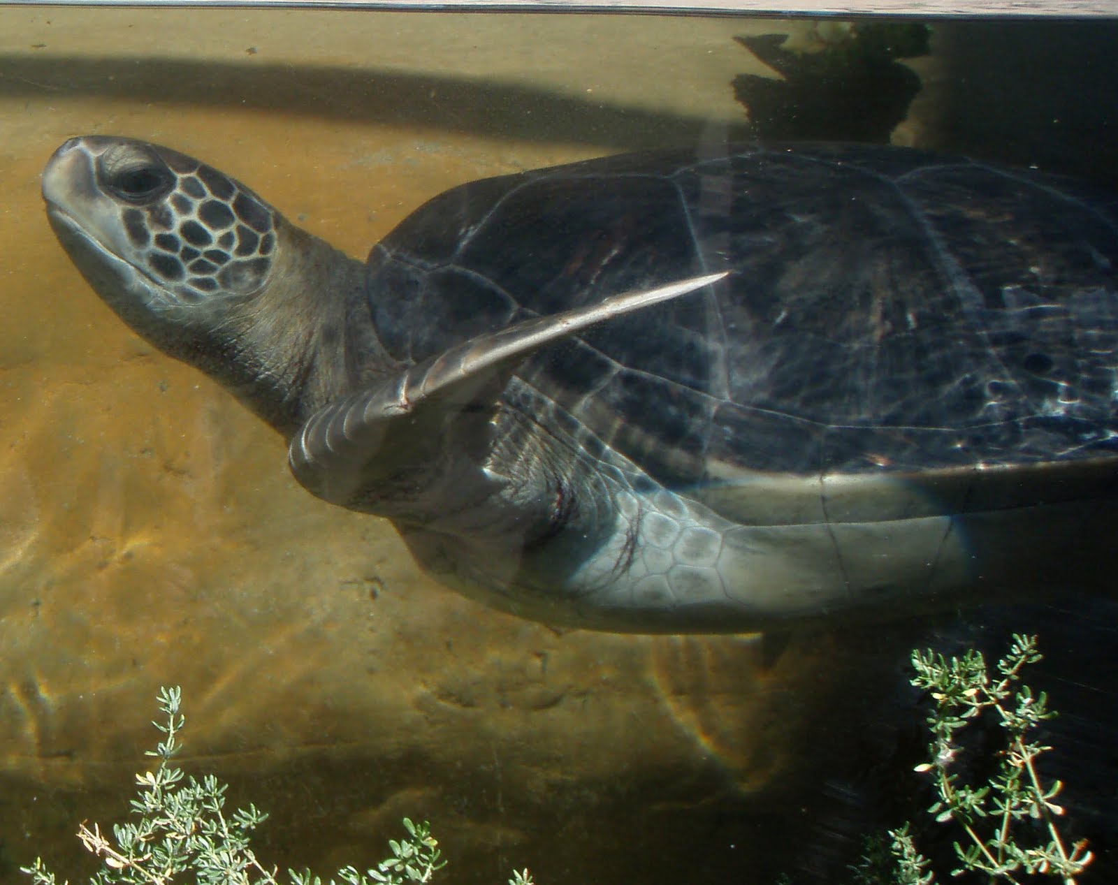 San Diego Sea Turtles San Diego Hatchlings (from SeaWorld) Moved to