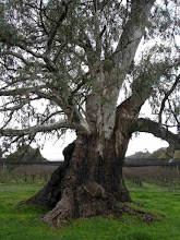 South Australian Trees