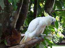 White Cockatoo in Australia