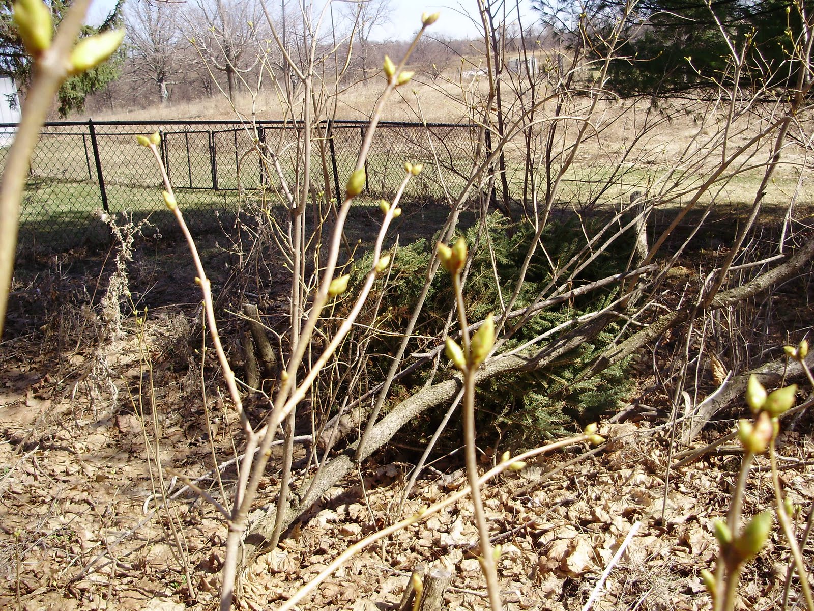 [spring+002.jpg]