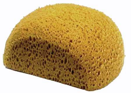 Alive Sponges