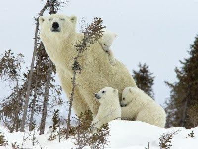 osos de amor. Hermosa foto del amor maternal