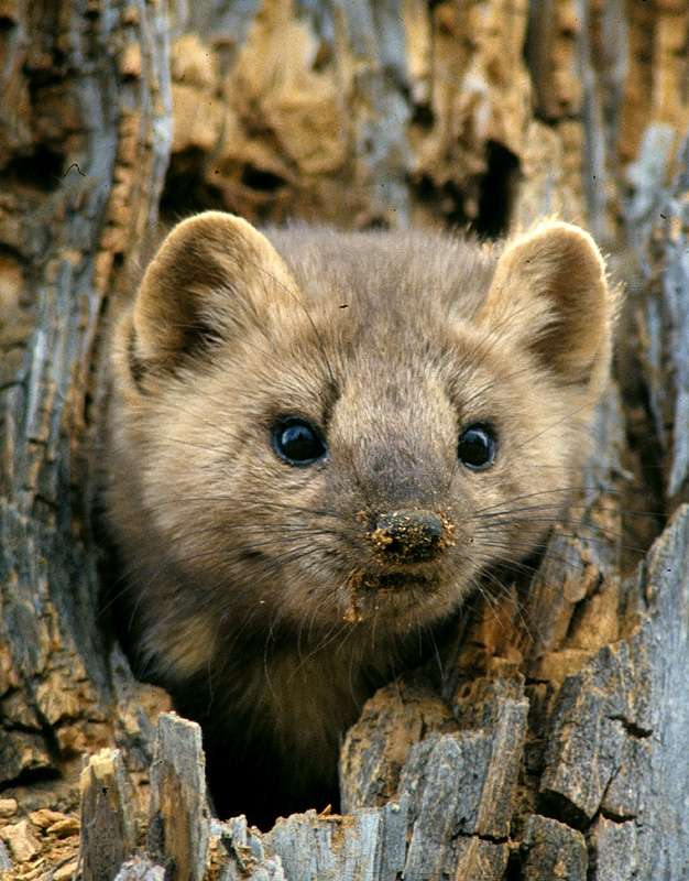 White Pine Marten