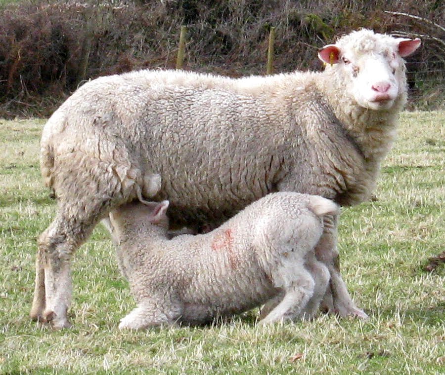 [ewe+and+lamb.jpg]