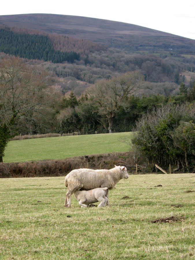 [lambs+feeding.jpg]