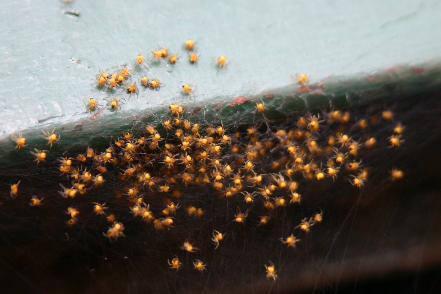 [spiders2.jpg]