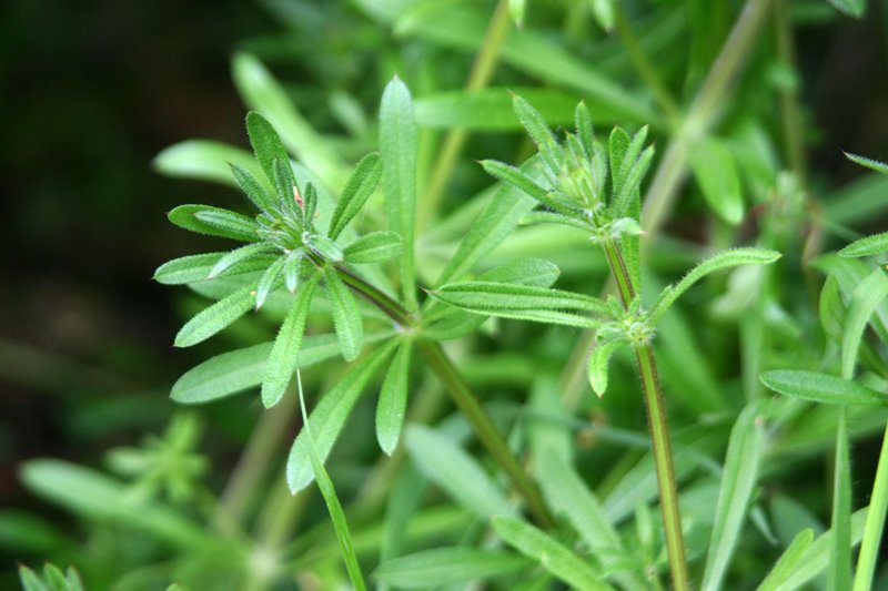 [goosegrass.jpg]