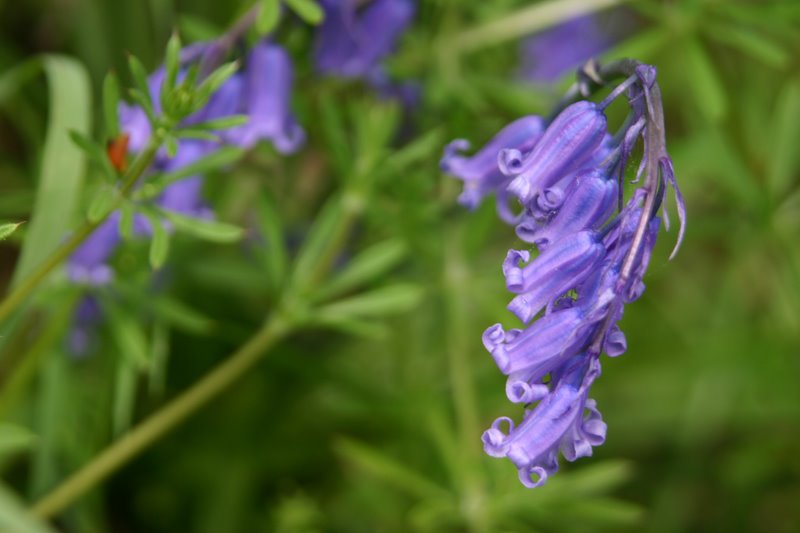 [bluebell.jpg]