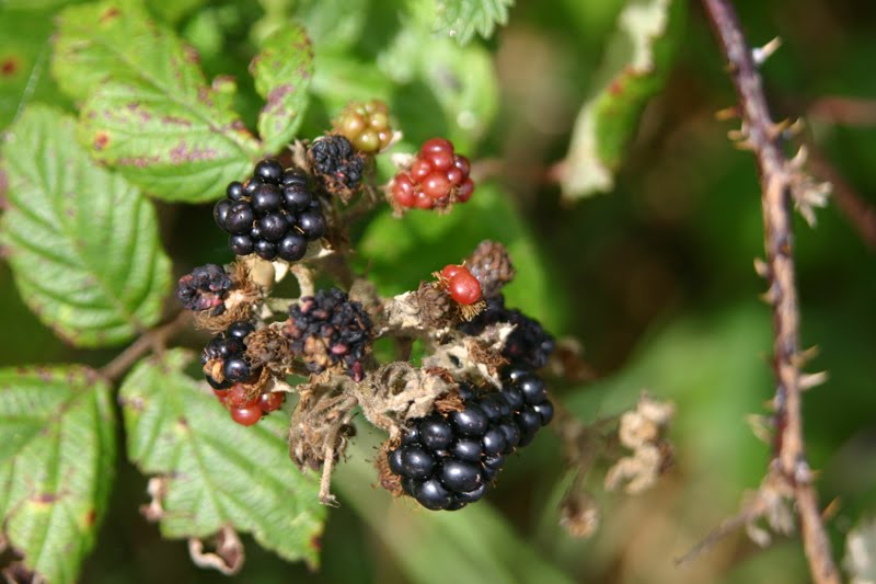 [blackberries.jpg]