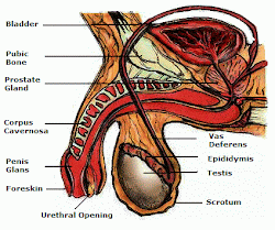 Penis Anatomy